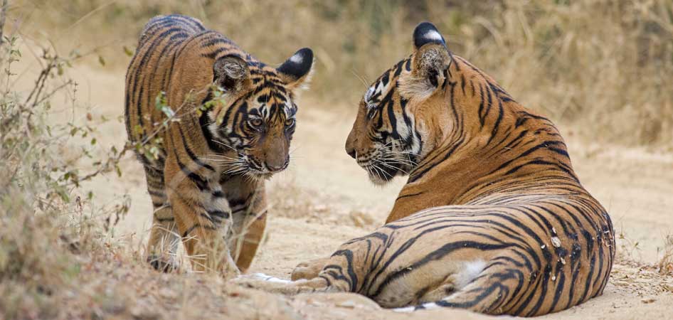 Ranthambore