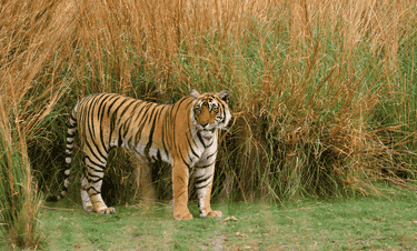 Rajasthan Wildlife Safari